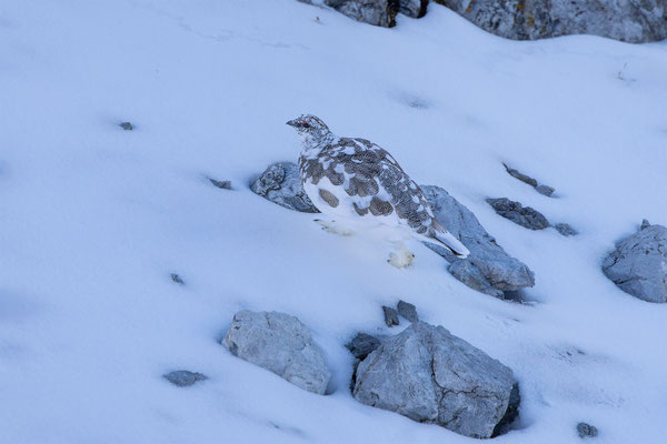 Alpenscheehuhn, momente-der-schoepfung.ch