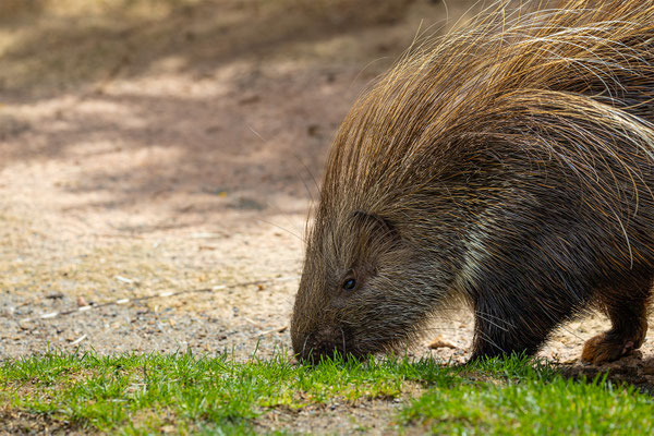 Stachelschwein, Zürcher Zoo, momente-der-schoepfung.ch