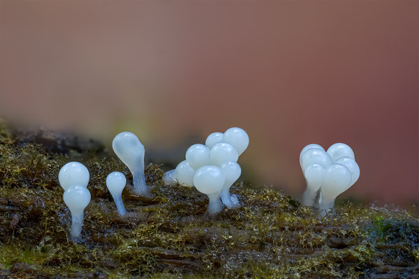 Myxomyceten Schleimpilz, mit Schimmelpilz, ABM2:1, momente-der-schoepfung.ch
