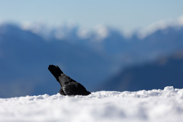 Alpendohle, momente-der-schoepfung.ch