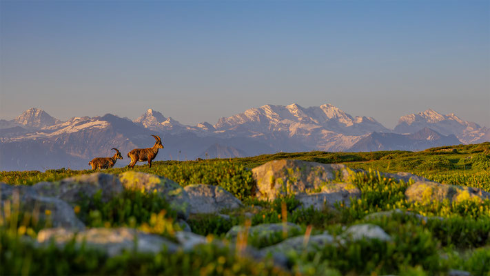 Alpensteinbock, momente-der-schoepfung.ch