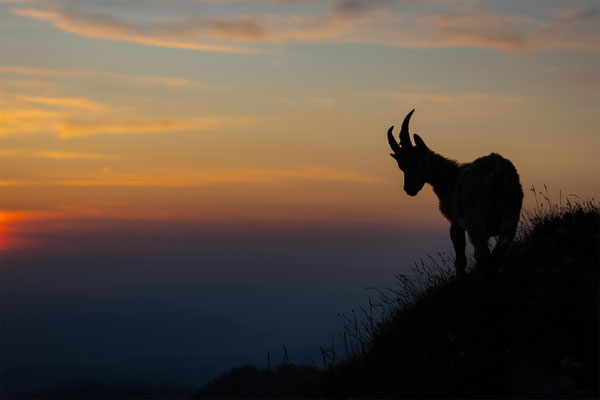Alpensteinbock, momente-der-schoepfung.ch