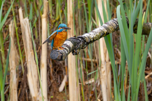 Eisvogel, momente-der-schoepfung.ch