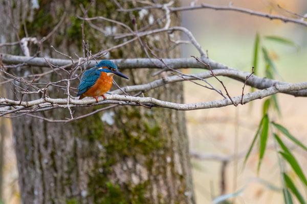Eisvogel, momente-der-schoepfung.ch