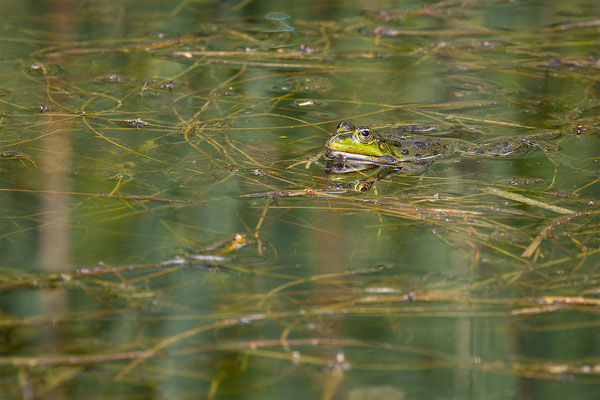 Teichfrosch, momente-der-schoepfung.ch