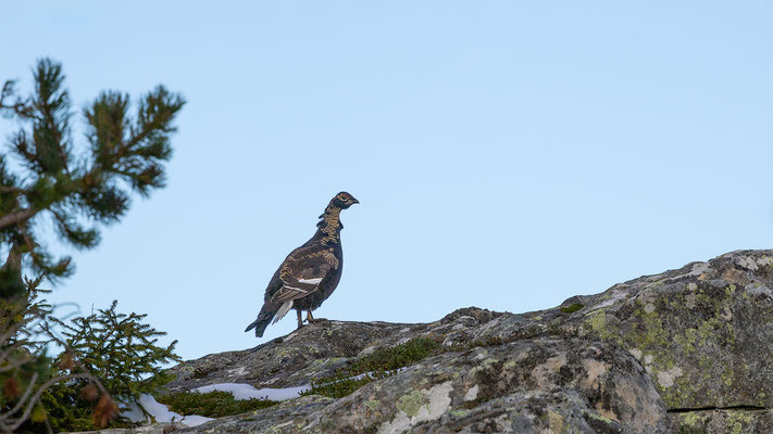 Birkhahn, momente-der-schoepfung.ch