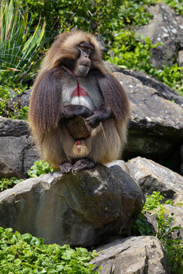 Dschelada, Zürcher Zoo, momente-der-schoepfung.ch