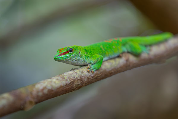 Madagaskar-Taggecko, momente-der-schoepfung.ch