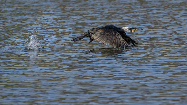 Kormoran, momente-der-schoepfung.ch