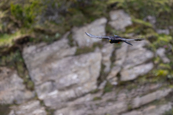 Alpendohle, momente-der-schoepfung.ch