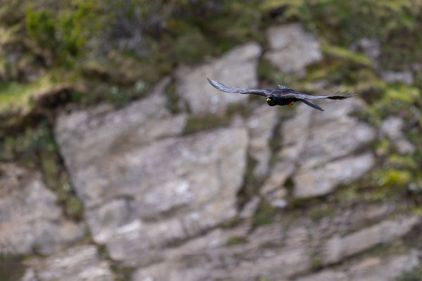 Alpendohle, momente-der-schoepfung.ch