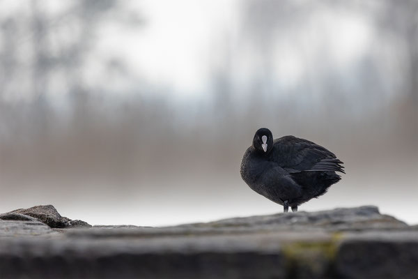 Blässhuhn, momente-der-schoefpung.ch