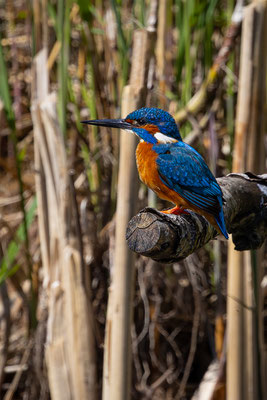 Eisvogel, momente-der-schoepfung.ch