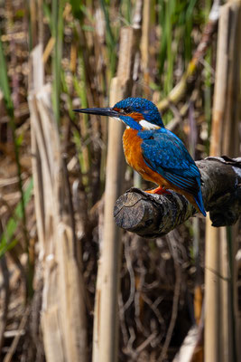 Eisvogel, momente-der-schoepfung.ch
