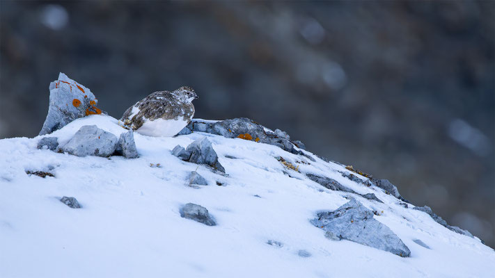 Alpenscheehuhn, momente-der-schoepfung.ch