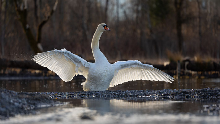 Höckerschwan, momente-der-schoepfung.ch