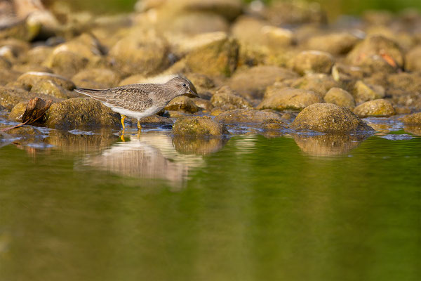 Temnikstrandläufer, momente-der-schoepfung.ch