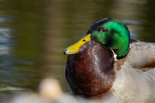 Stockente, momente-der-schoepfung.ch