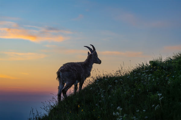 Alpensteinbock, momente-der-schoepfung.ch
