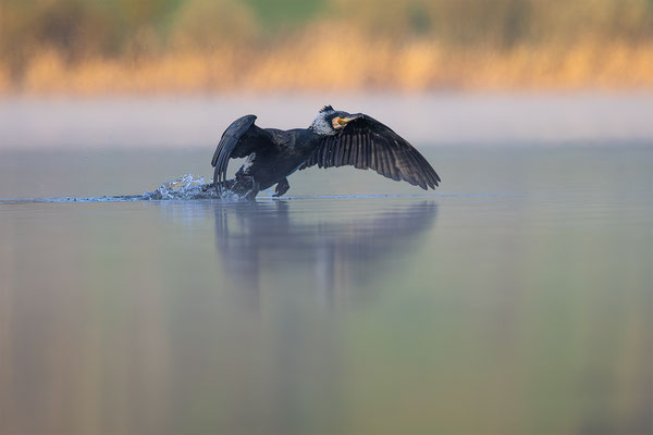 Kormoran, momente-der-schoepfung.ch