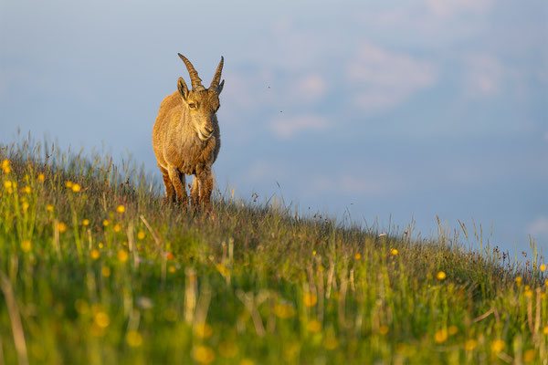 Alpensteinbock, momente-der-schoepfung.ch