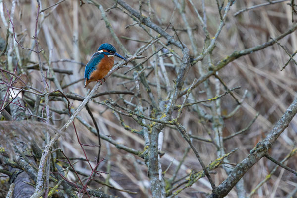 Eisvogel, momente-der-schoepfung.ch