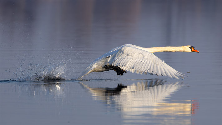 Höckerschwan, momente-der-schoepfung.ch