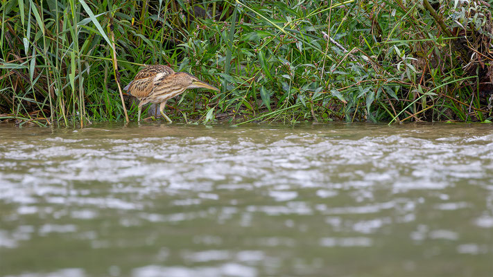 Zwergdommel, momente-der-schoepfung.ch