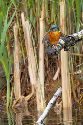 Eisvogel, momente-der-schoepfung.ch