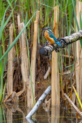 Eisvogel, momente-der-schoepfung.ch