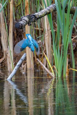 Eisvogel, momente-der-schoepfung.ch