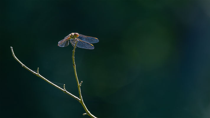 Libelle, momente-der-schoepfung.ch