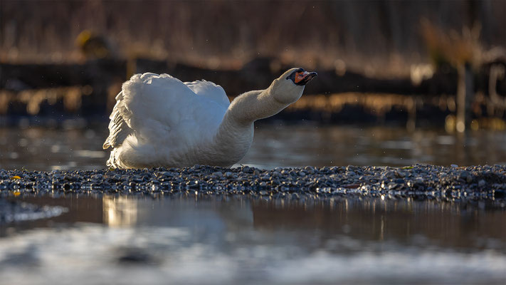 Höckerschwan, momente-der-schoepfung.ch