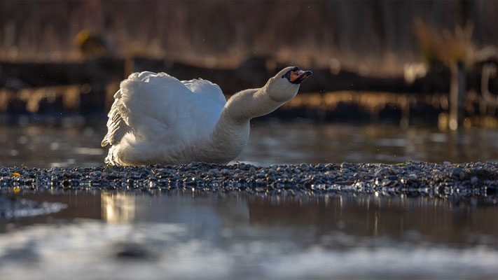 Höckerschwan, momente-der-schoepfung.ch