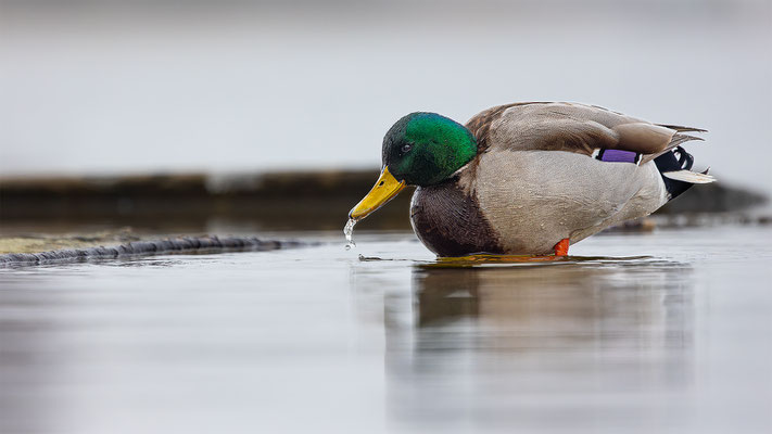 Stockente, momente-der-schoepfung.ch