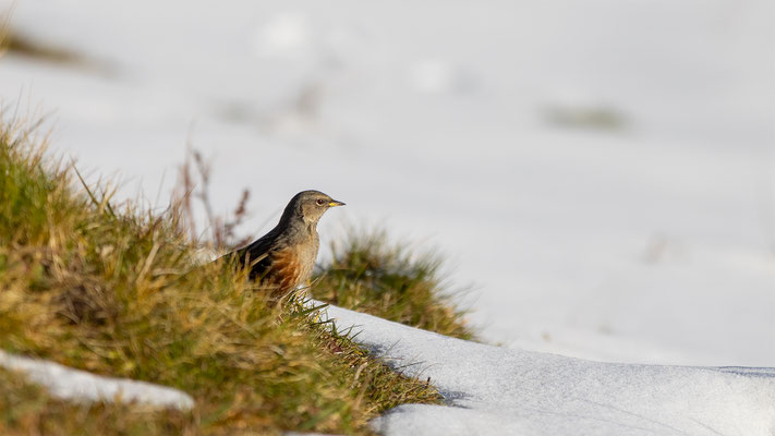 Alpenbraunelle, momente-der-schoepfung.ch