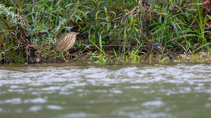Zwergdommel, momente-der-schoepfung.ch