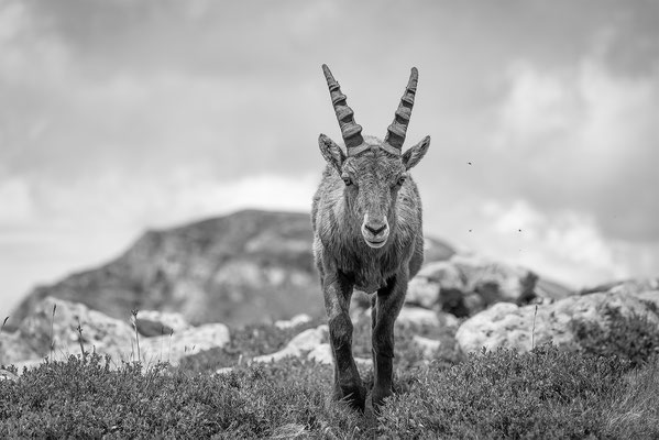 Alpensteinbock, momente-der-schoepfung.ch