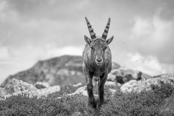 Alpensteinbock, momente-der-schoepfung.ch