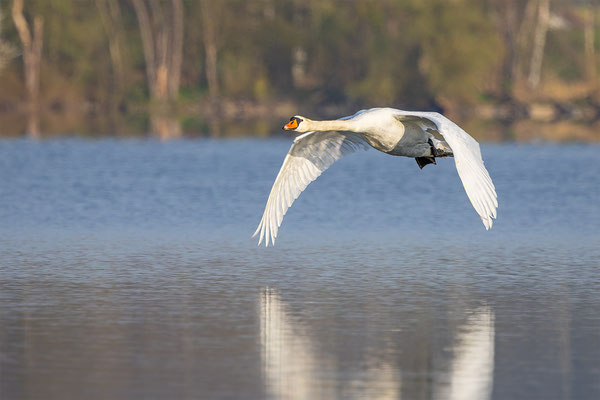 Höckerschwan, momente-der-schoepfung.ch