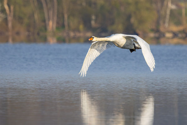 Höckerschwan, momente-der-schoepfung.ch