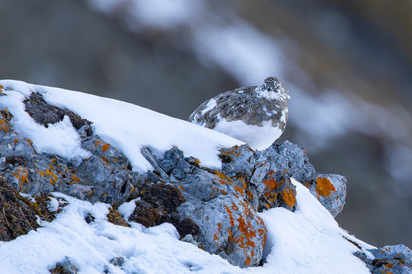 Alpenscheehuhn, momente-der-schoepfung.ch
