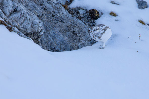 Alpenscheehuhn, momente-der-schoepfung.ch
