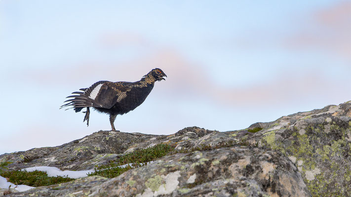 Birkhahn, momente-der-schoepfung.ch
