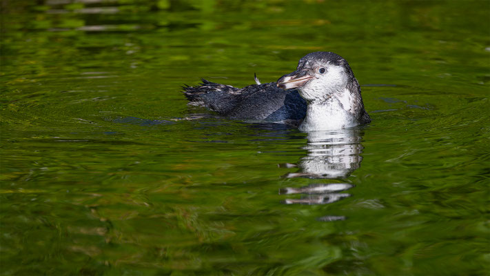 Humboldpinguin, Zürcher Zoo, momente-der-schoepfung.ch