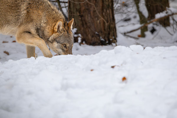 Wolf, momente-der-schoepfung.ch