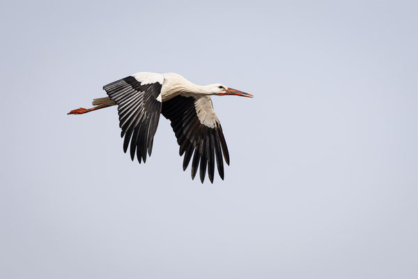 Storch, momente-der-schoepfung.ch