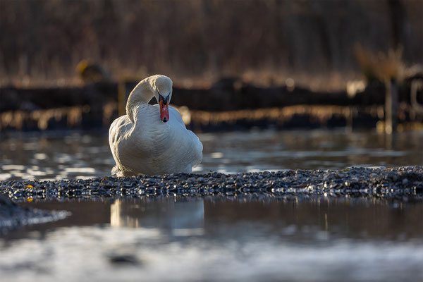 Höckerschwan, momente-der-schoepfung.ch