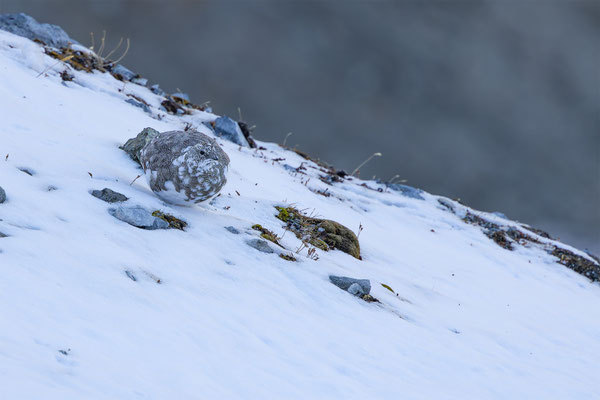 Alpenscheehuhn, momente-der-schoepfung.ch