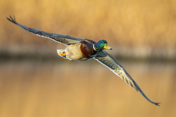 Stockente, momente-der-schoepfung.ch
